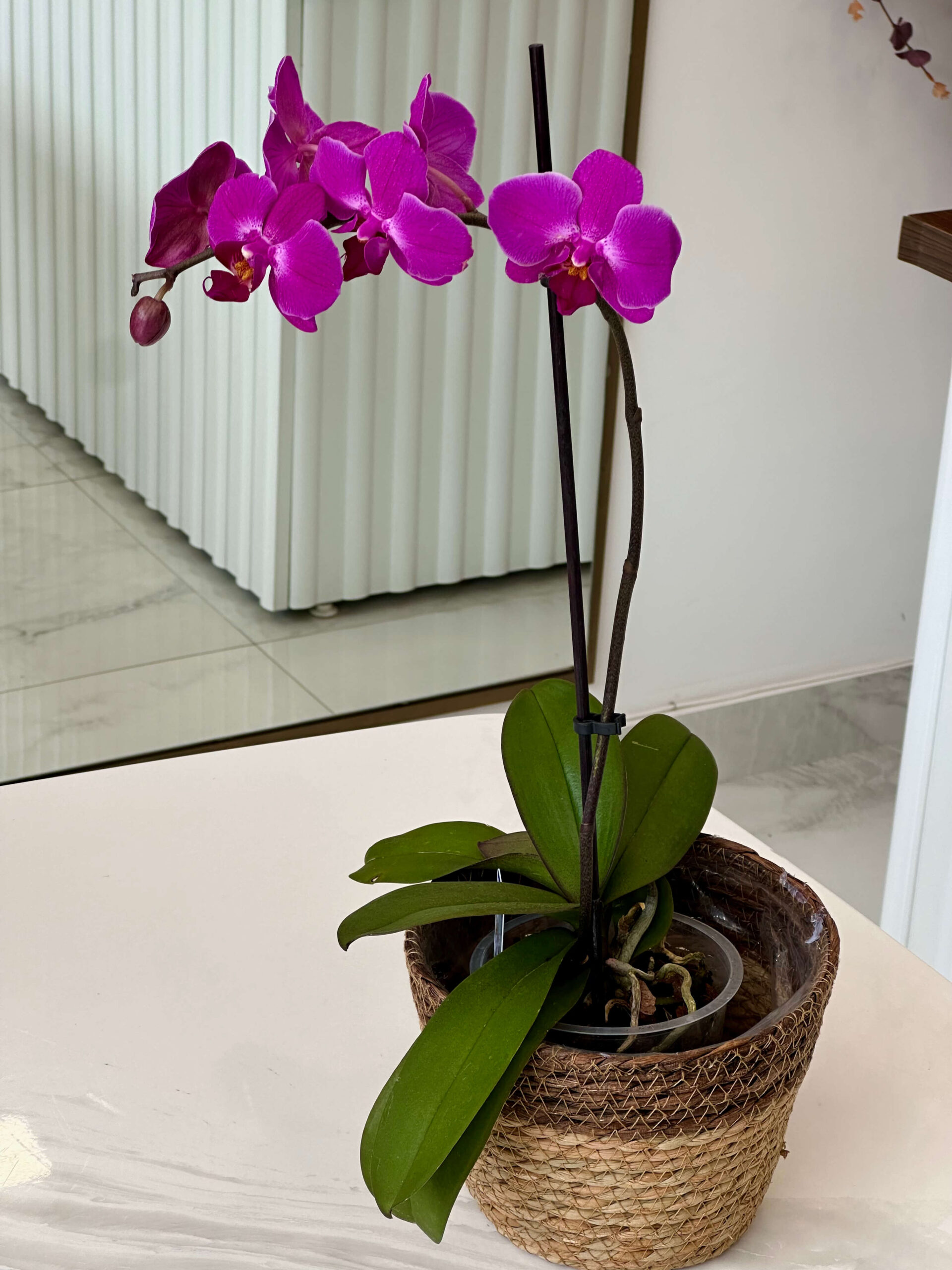 Orchid Phalaenopsis