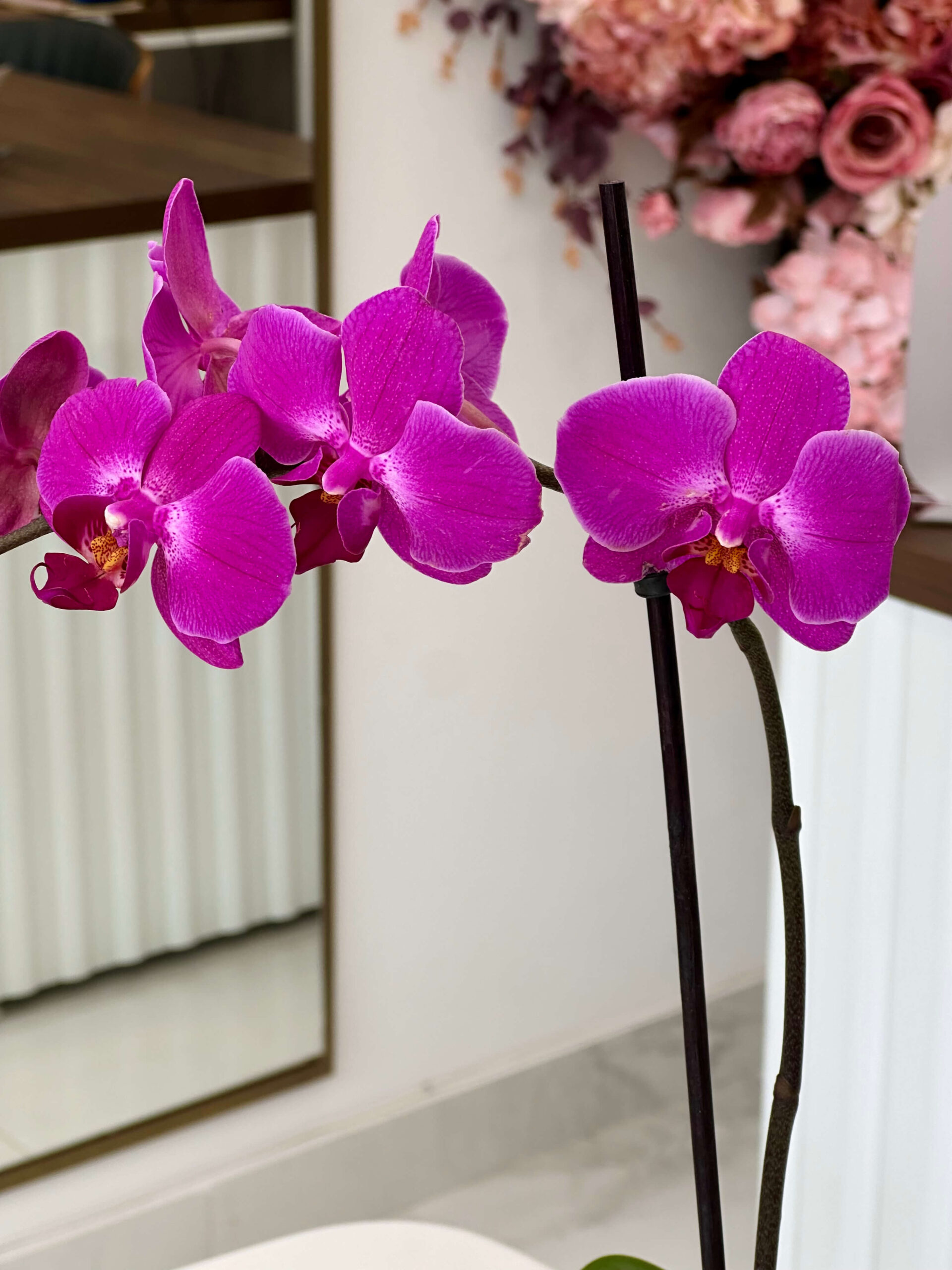 Orchid Phalaenopsis - Image 2