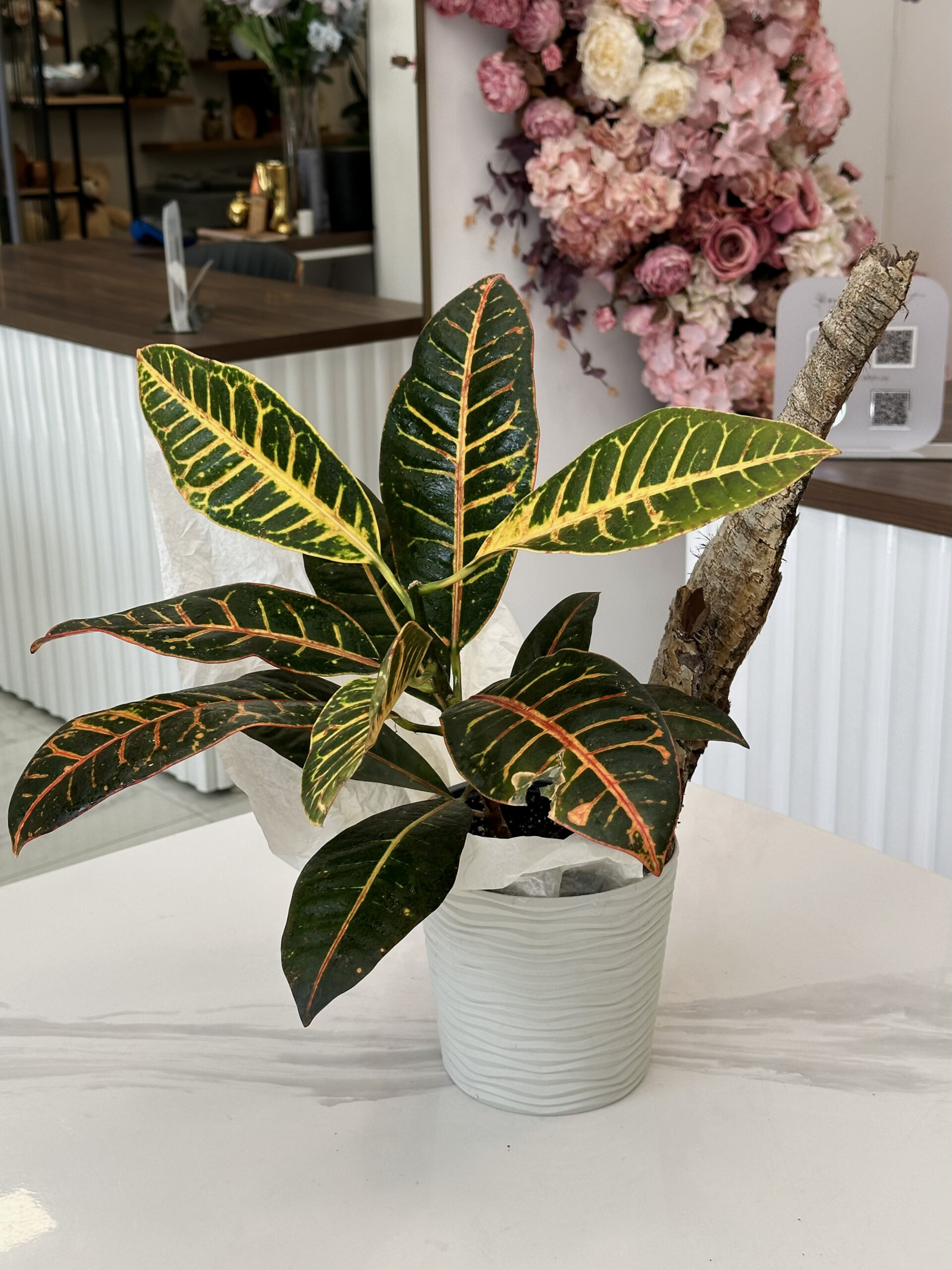 Codiaeum / Croton