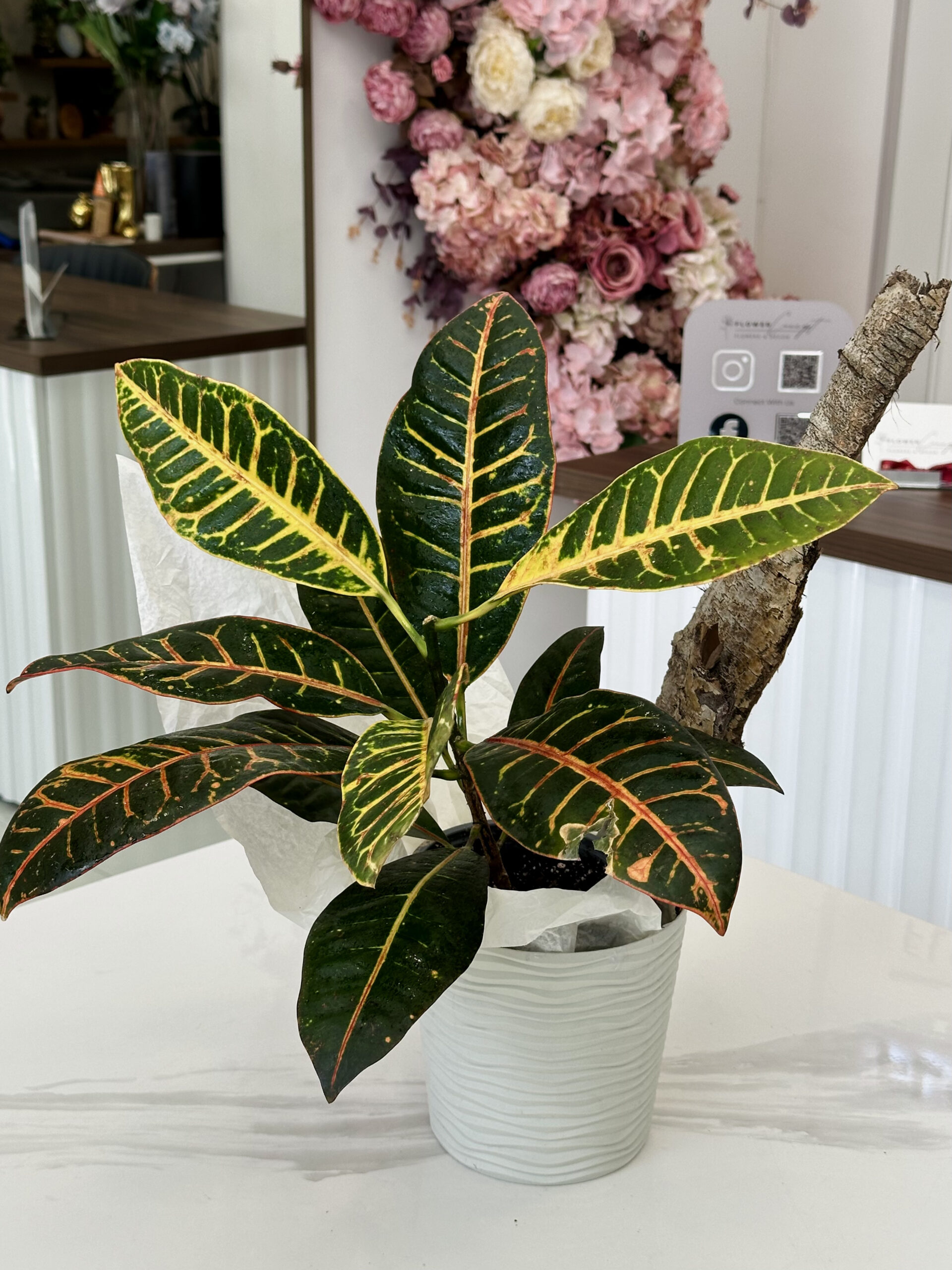 Codiaeum / Croton - Image 5