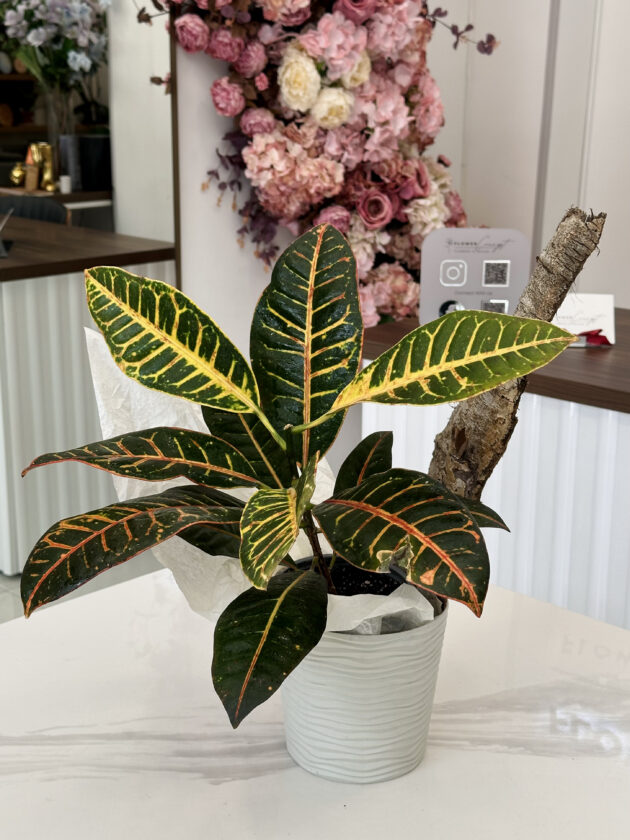 Codiaeum / Croton - Image 4