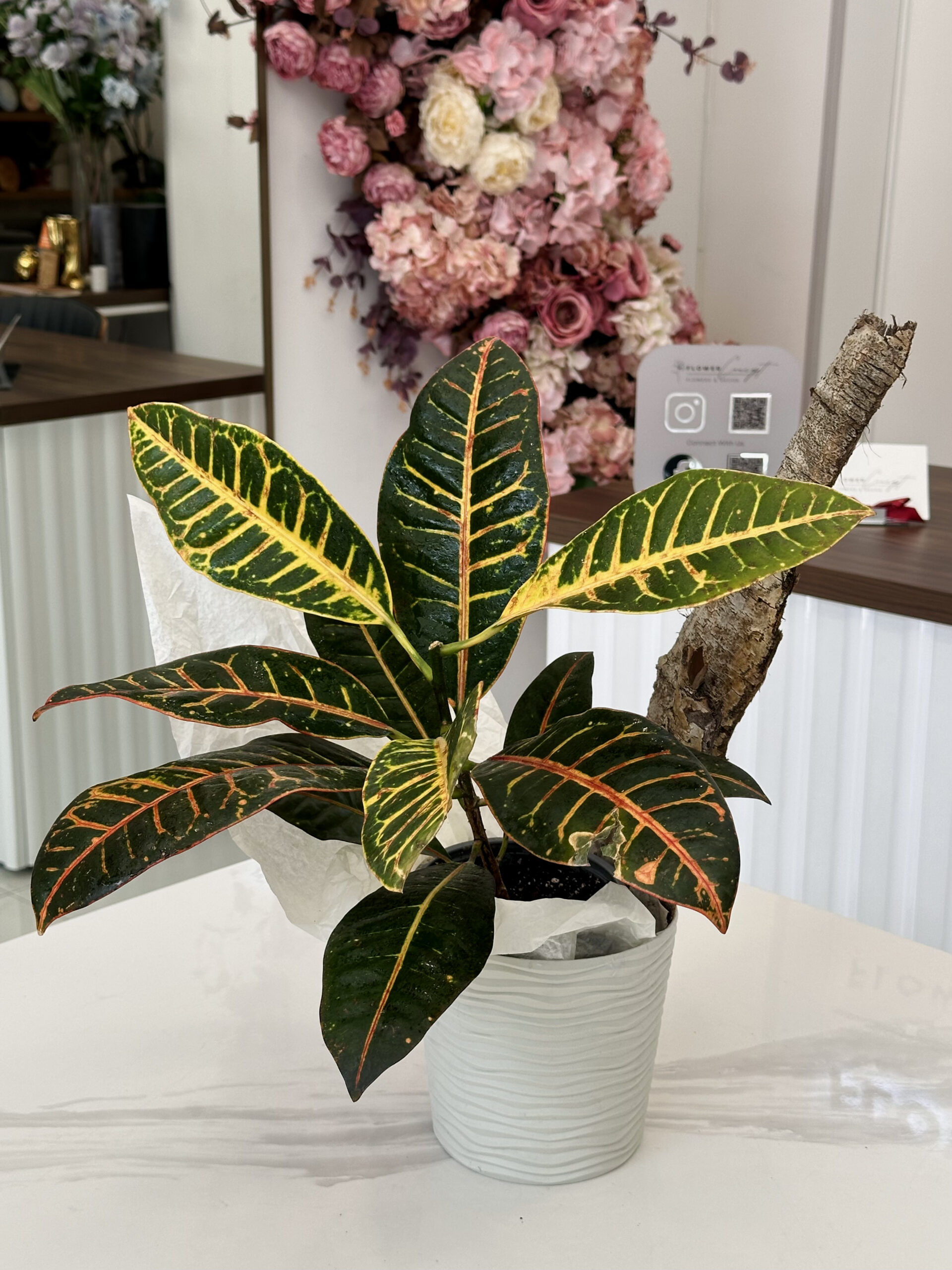 Codiaeum / Croton - Image 4