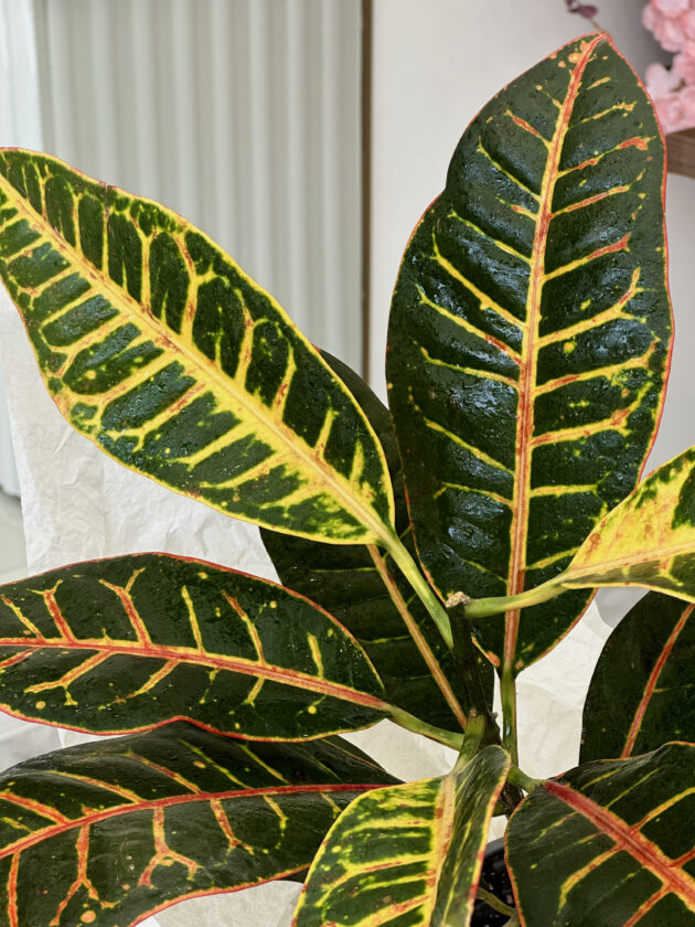 Codiaeum / Croton - Image 3