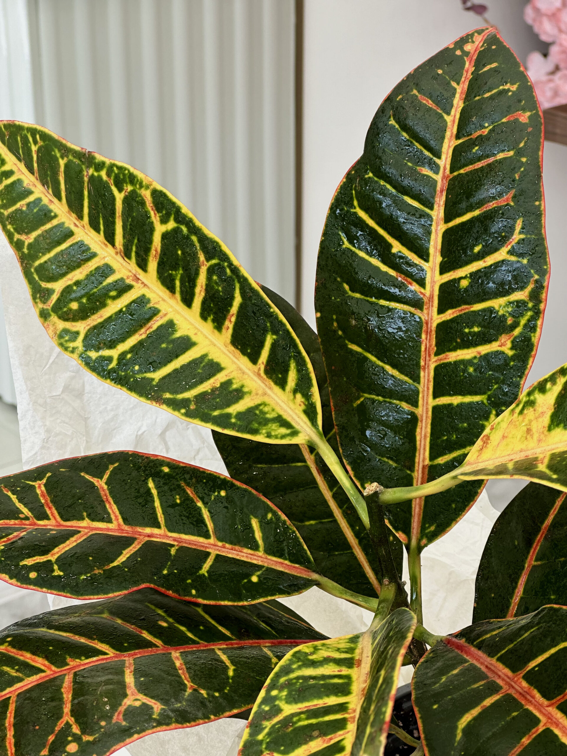 Codiaeum / Croton - Image 3