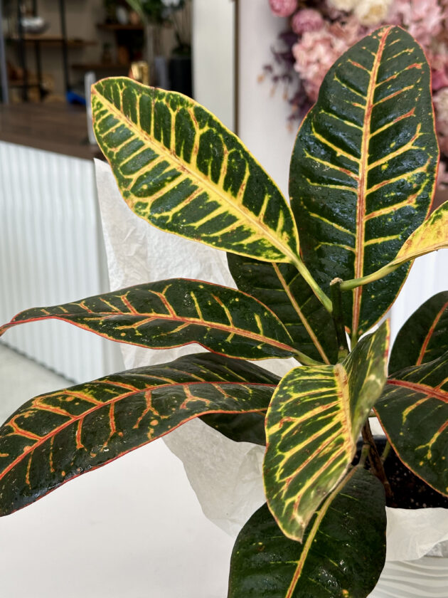 Codiaeum / Croton - Image 2