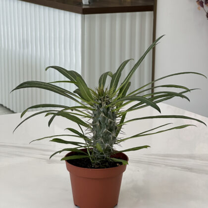 Madagascar Palm /Pachypodium Lamerei/