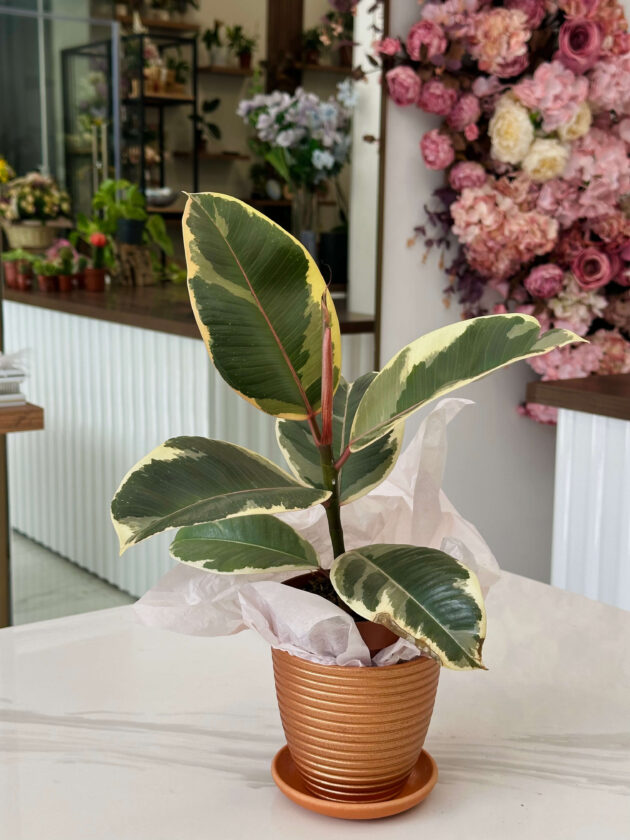 ֆիկուս (Ficus Tineke) - Image 3
