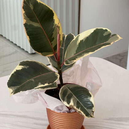 ֆիկուս (Ficus Tineke)