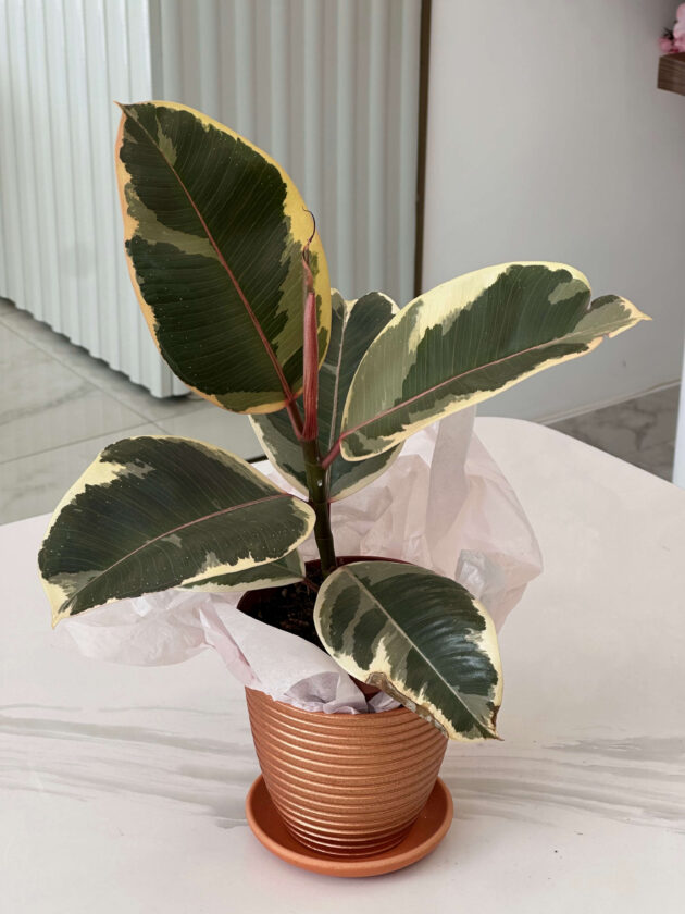 ֆիկուս (Ficus Tineke)
