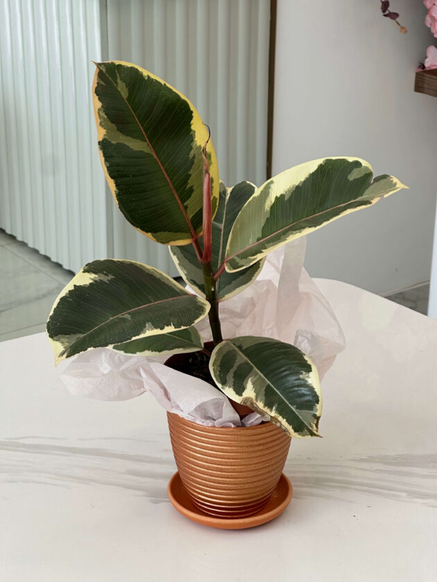 ֆիկուս (Ficus Tineke) - Image 2