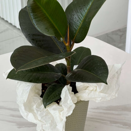 ֆիկուս (Ficus Elastica Robusta)