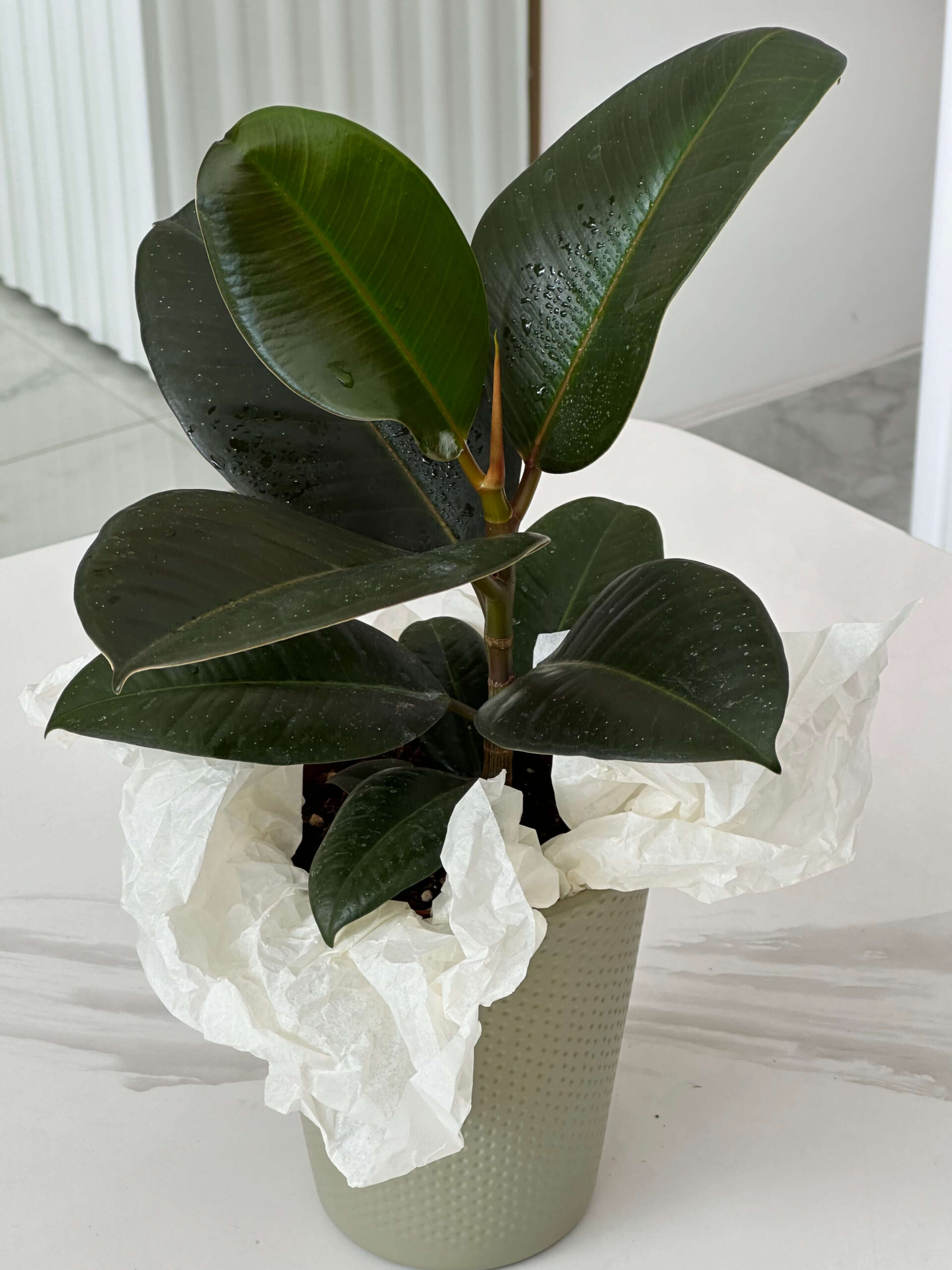 ֆիկուս (Ficus Elastica Robusta)