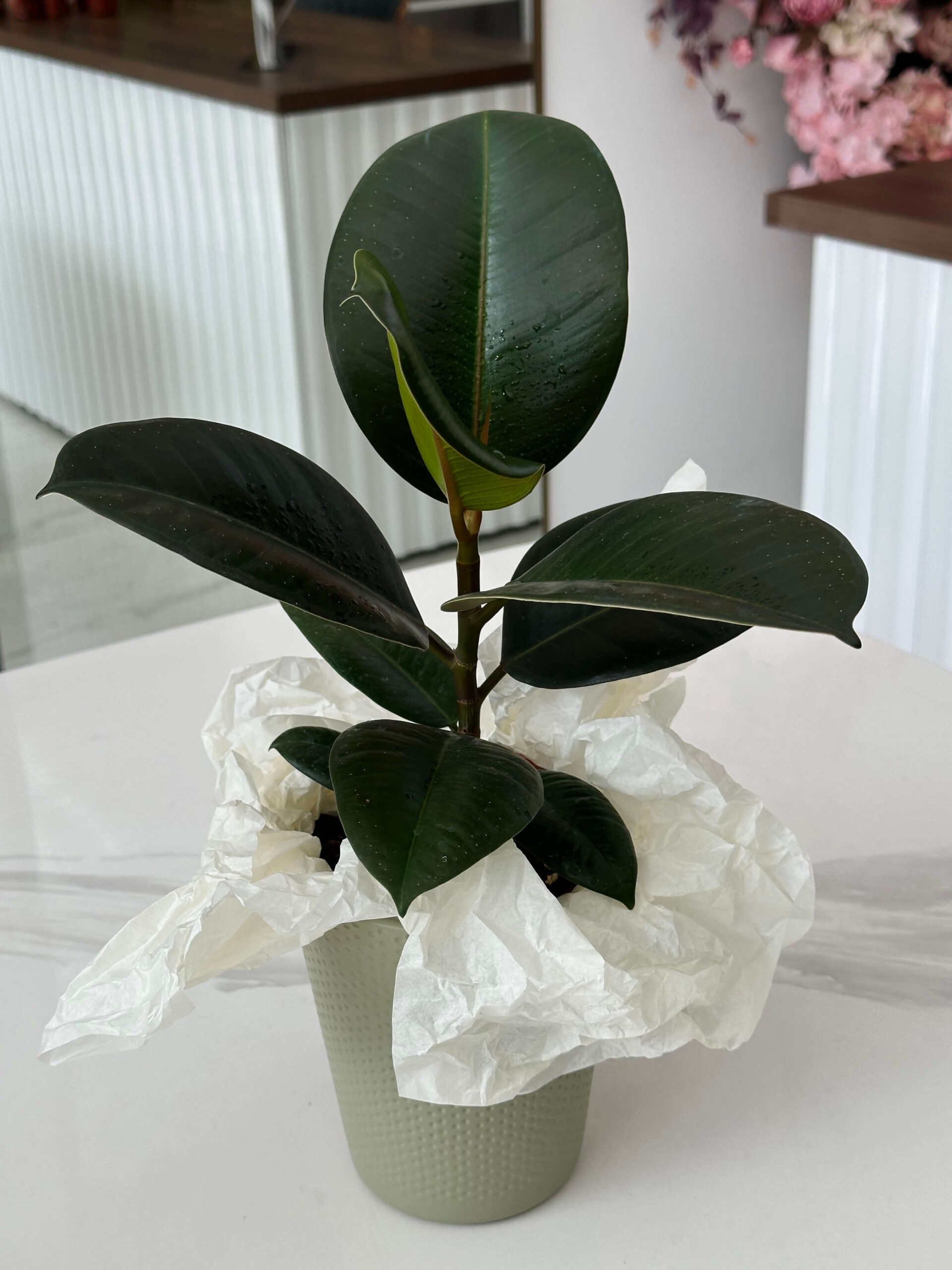 ֆիկուս (Ficus Elastica Robusta) - Image 3