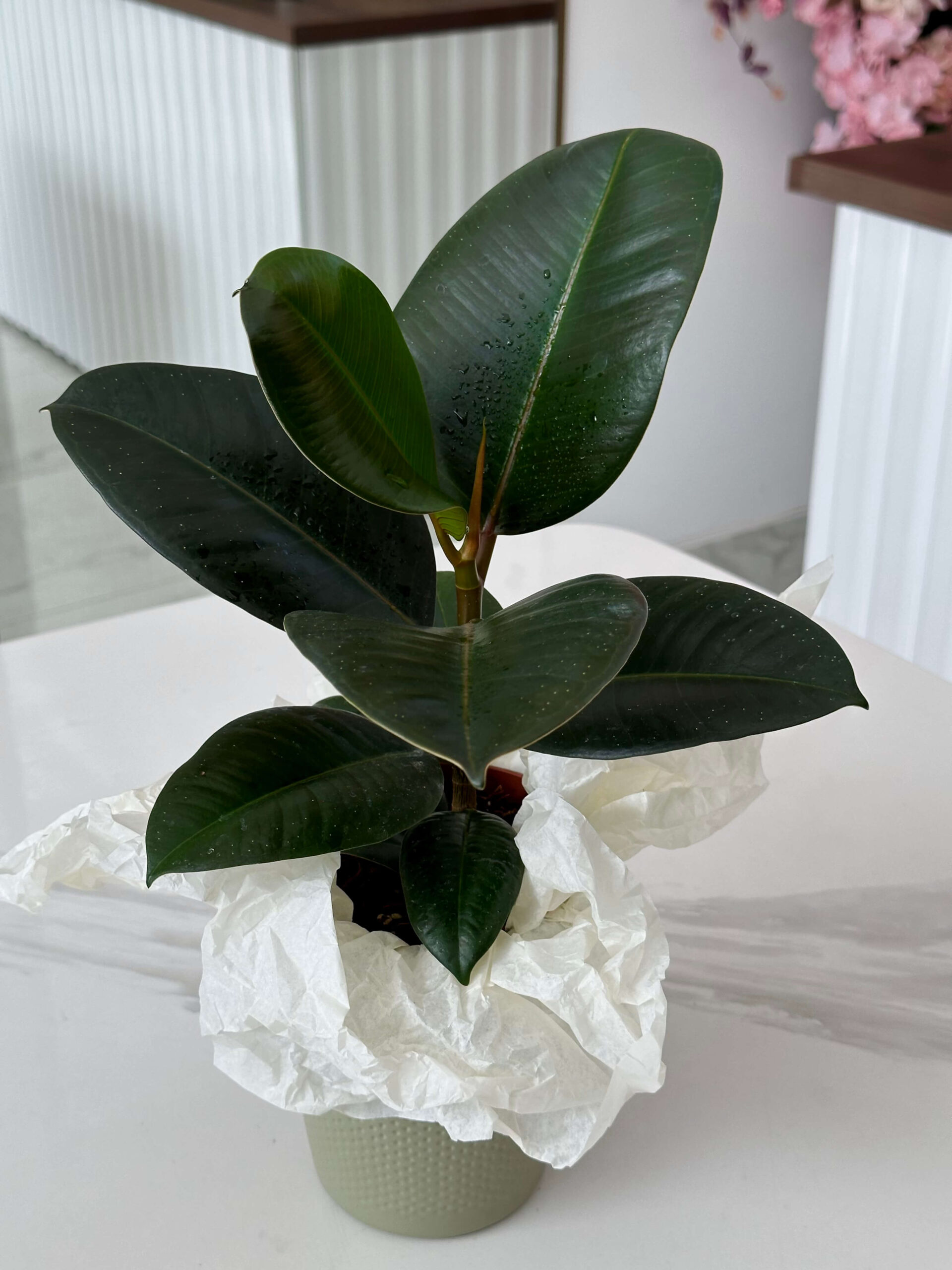ֆիկուս (Ficus Elastica Robusta) - Image 2