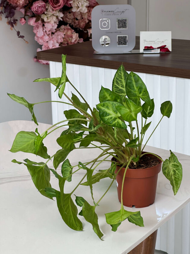 Սինգոնիում (Syngonium Podophyllum) - Image 2