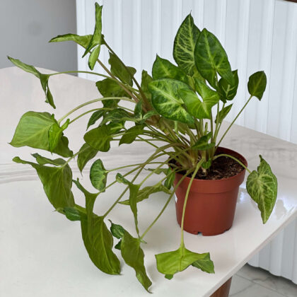 Սինգոնիում (Syngonium Podophyllum)