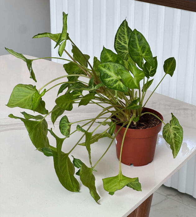 Սինգոնիում (Syngonium Podophyllum)