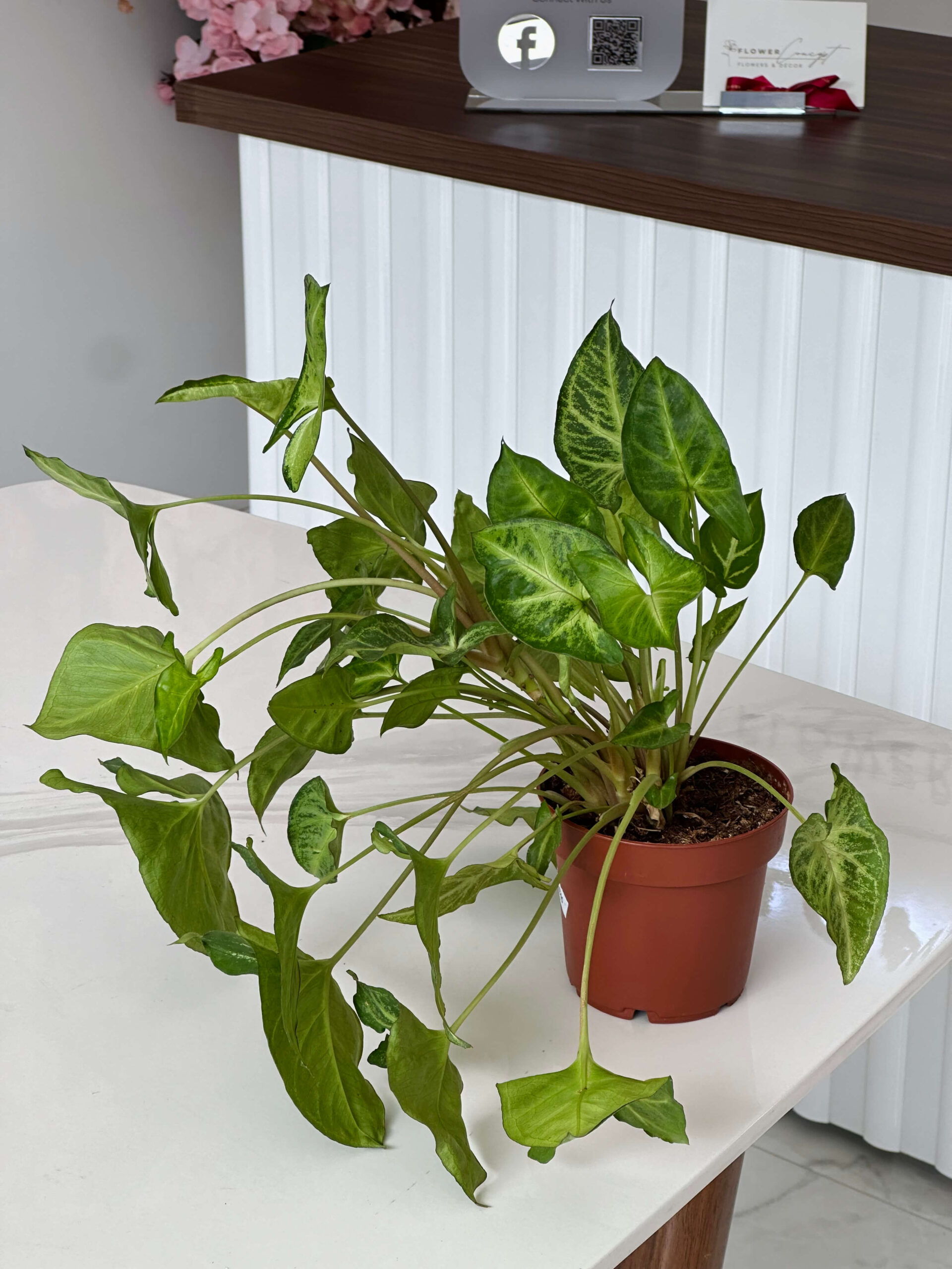 Սինգոնիում (Syngonium Podophyllum)